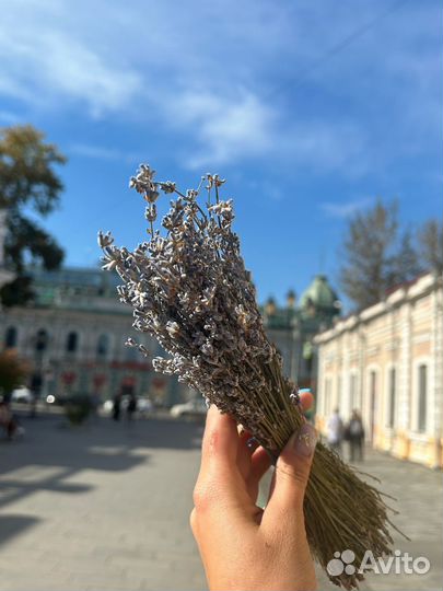 Лаванда сухоцвет