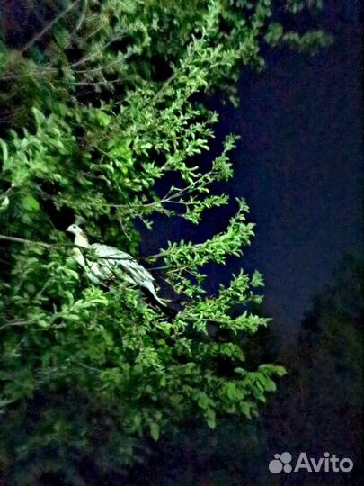 Продам павлинов