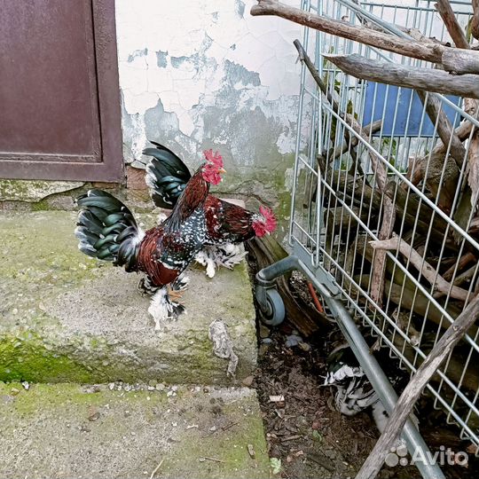 Алтайская бентамка