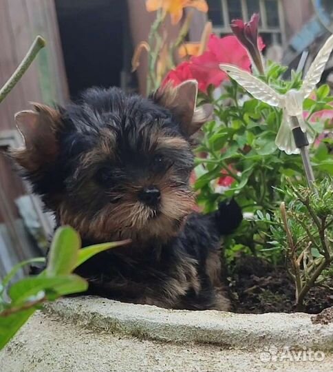 Йоркширский терьер РКФ