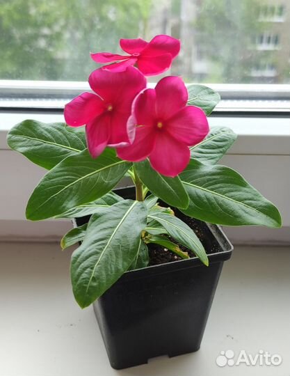 Катарантус