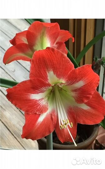 Гиппеаструм