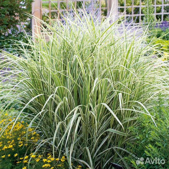 Эримус /фалярис