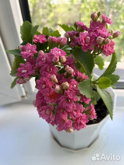 Каланхоэ цветущий и денежное дерево