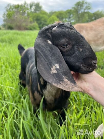 Англо-нубийские козлята