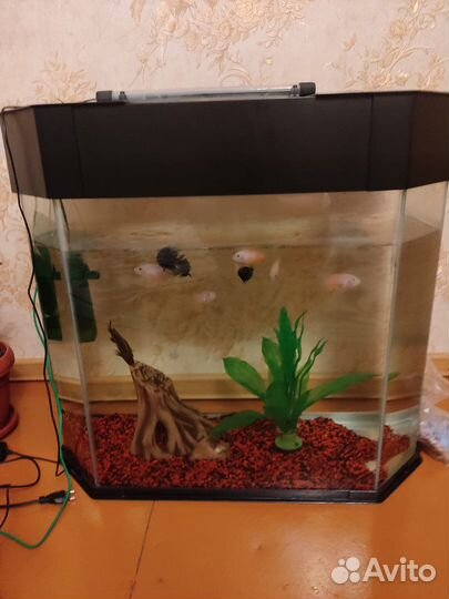 Аквариум с рыбами
