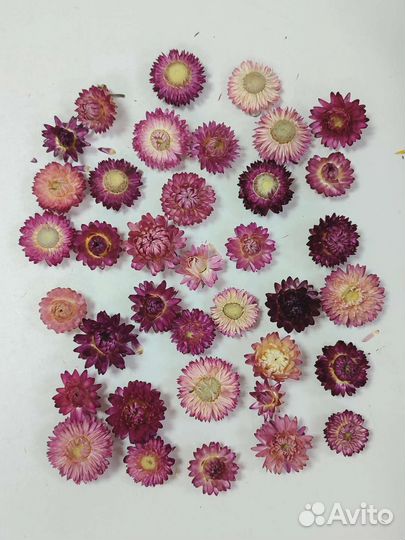 Гелихризум сухоцвет