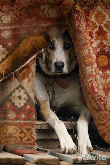 Пёс Барон ищет дом