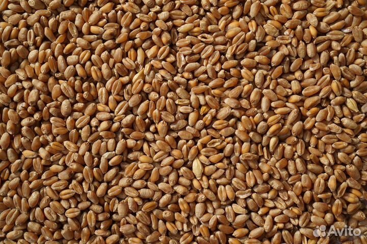 Пшеница, ячмень