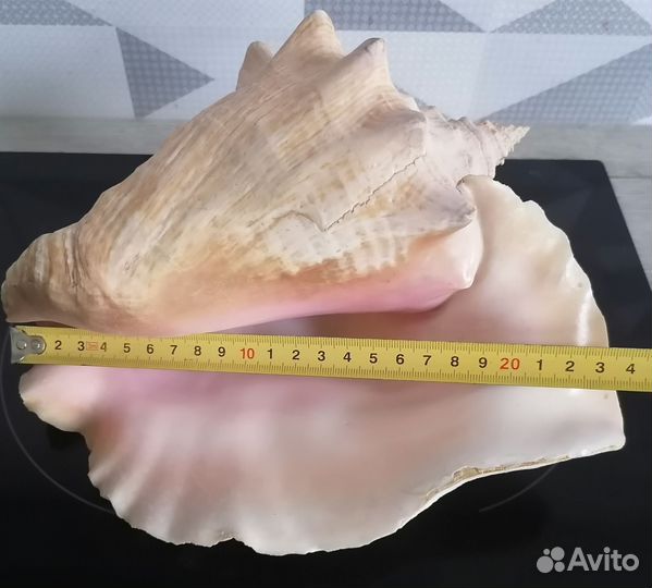 Ракушка морская большая