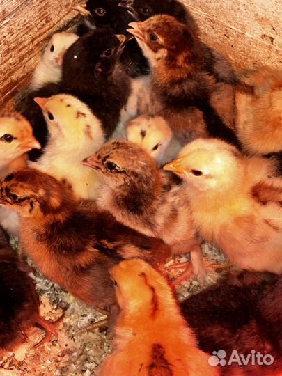 Цыпленок амераукана