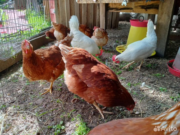 Куры- несушки