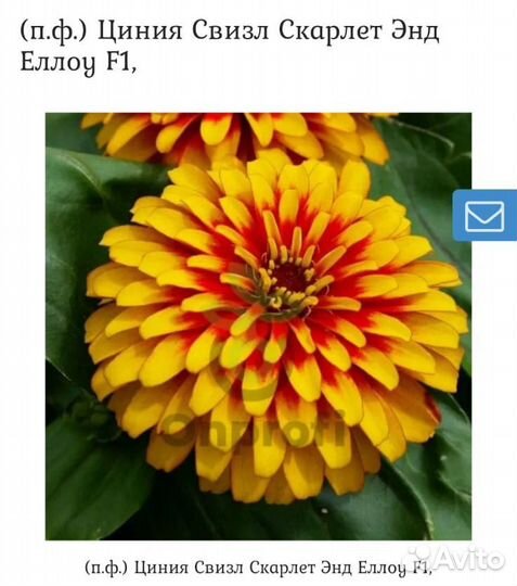 Рассада циния и Традесканция