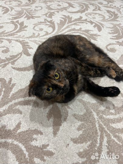 Кошка ищет котика