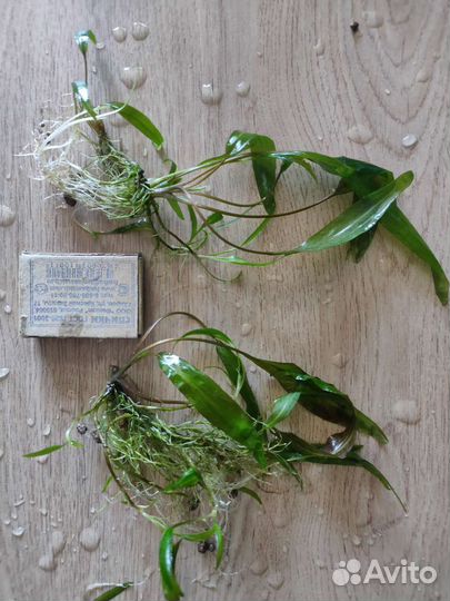 Аквариумные растения прополка