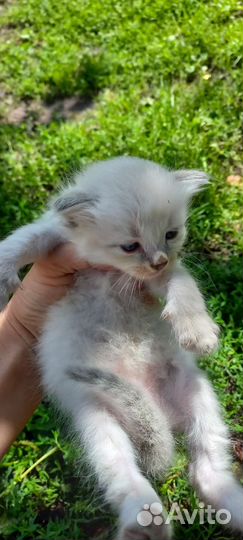 Котята в добрые руки бесплатно коты