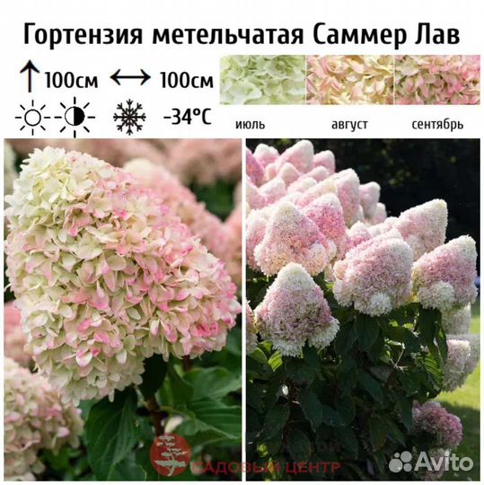 Гортензия метельчатая саженцы