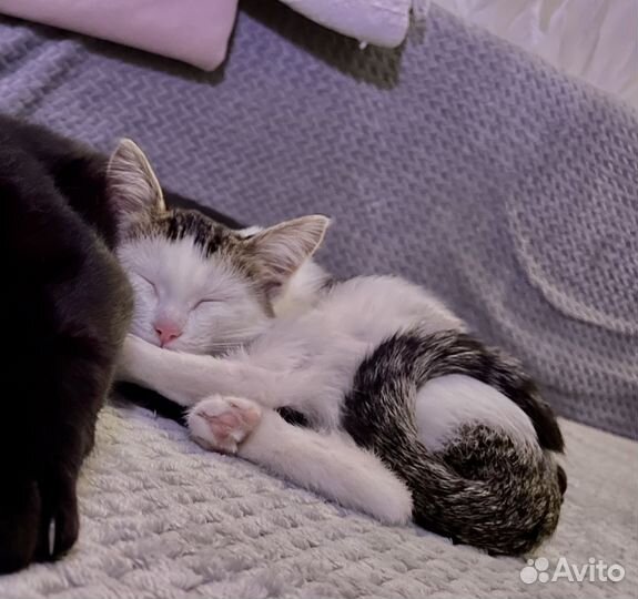 Котенок в добрые руки