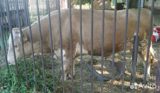 Чистокровный симентал