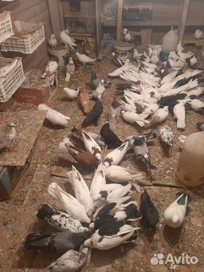 Домашние голуби