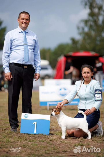 Щенки Джек Рассел терьер