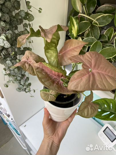 Сингониум неон пинк и конфети