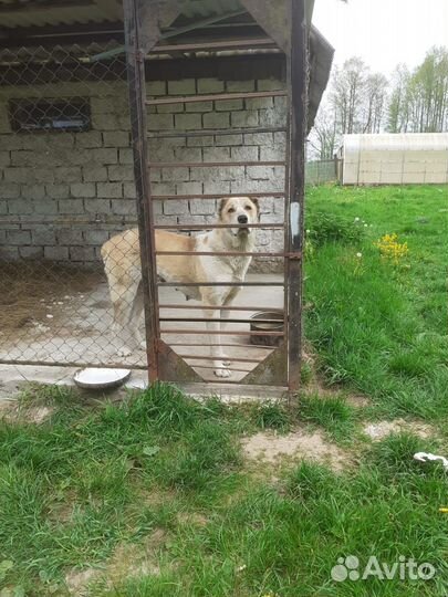 Продажа щенков алабая