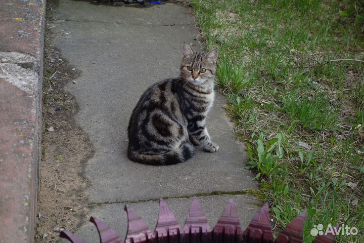 Котенок породы сококе 8 мес