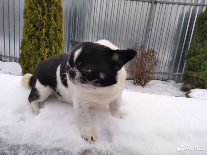 Вязка чихуа