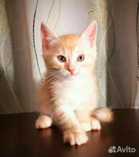 Котята мальчики