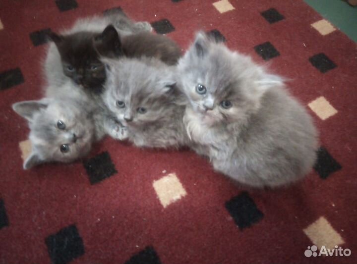 Котята в добрые руки