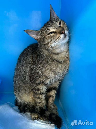 Кошки в добрые руки бесплатно