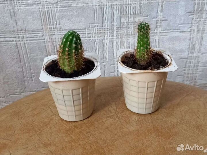 Кактусы
