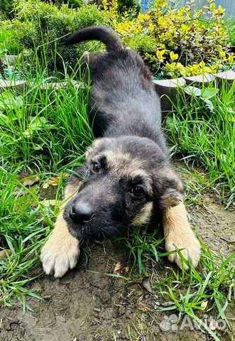 2 замечательные малышки ждут хозяина