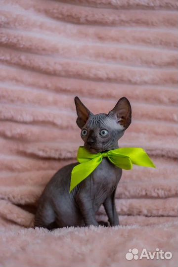 Канадский сфинкс