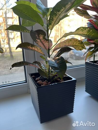 Кротон Миссис Айстон