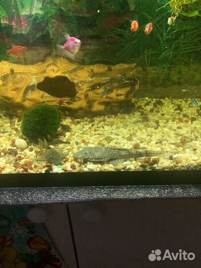 Аквариумные сомы