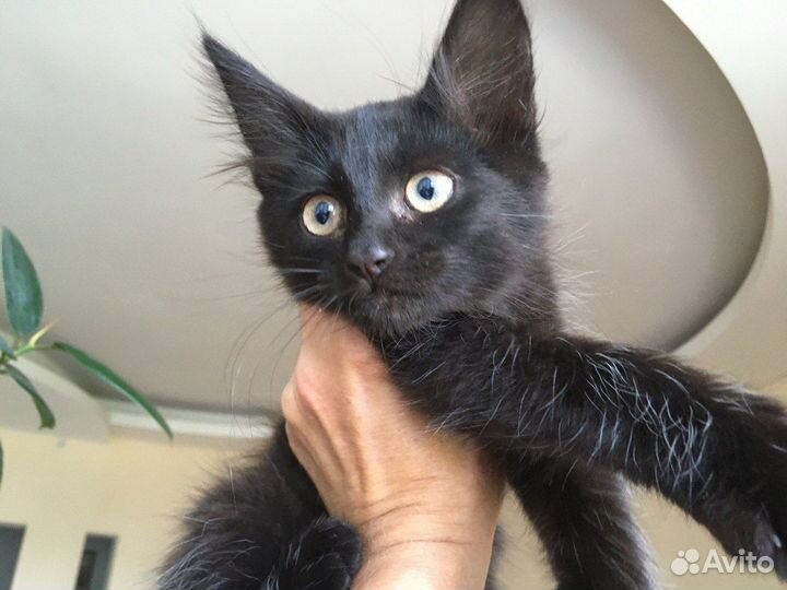 Ищем заботливых хозяев