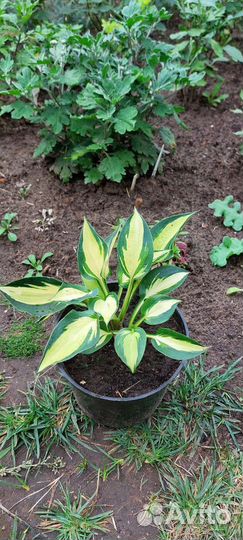 Лилейники, гортензии, хосты, эхинацеи, герань