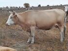 Коровы(Казахские белоголовые и Симментальная пород