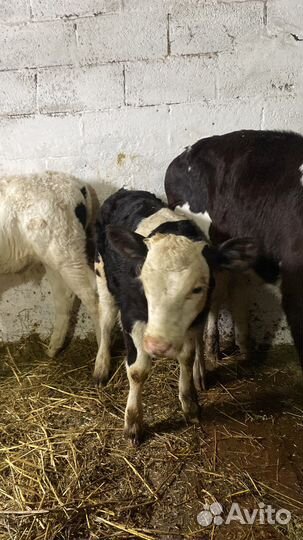 Домашние бычки