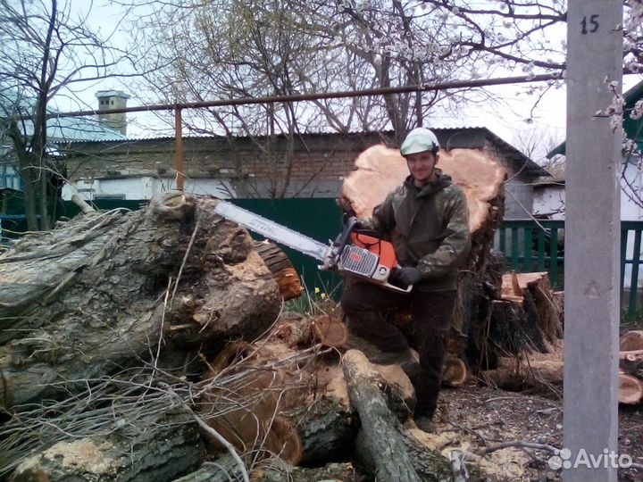 Спил деревьев