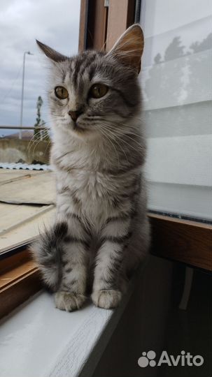 Отдам кошку