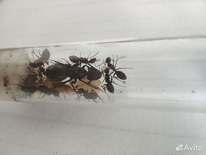 Муравьи tetramorium caespitum и camponotus vagus
