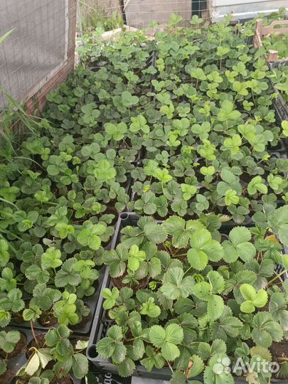 Рассада клубники