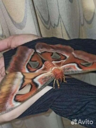 Ферма бабочек