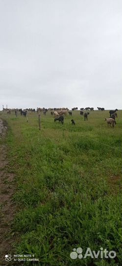 Овцы бараны