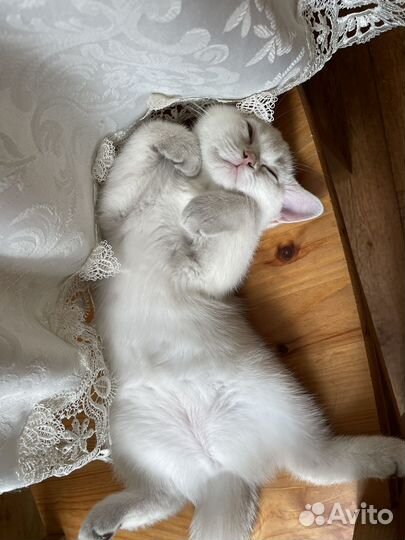 Шотландские котята / шотландская золотая шиншилла