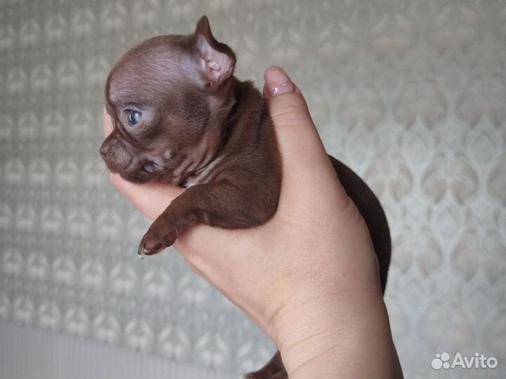 Чихуахуа мини