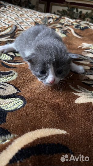 Кошка